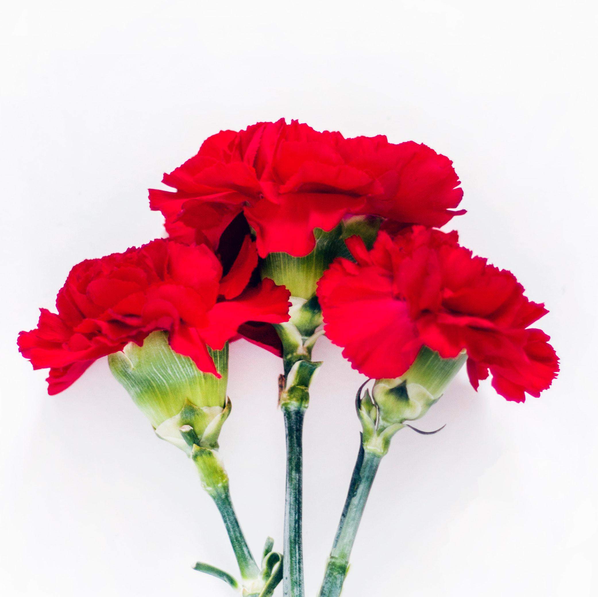 ../pexels-dominika-roseclay-894751.jpg