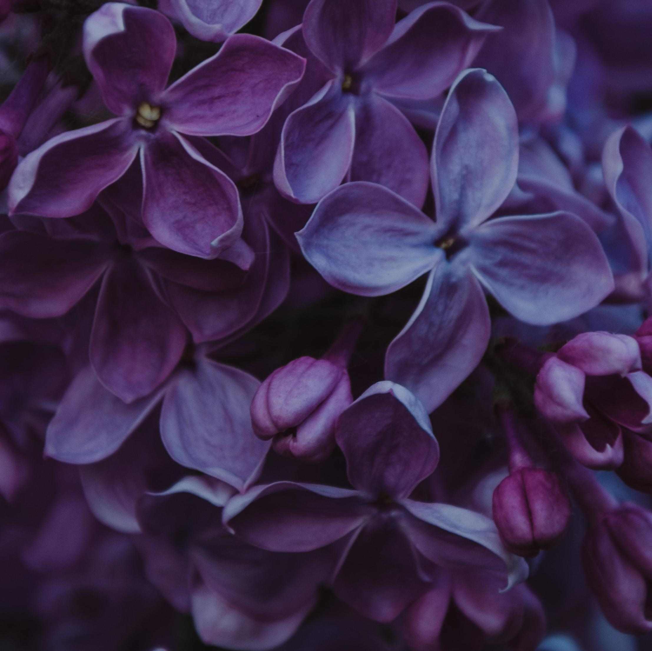 ../pexels-irina-iriser-1381679.jpg