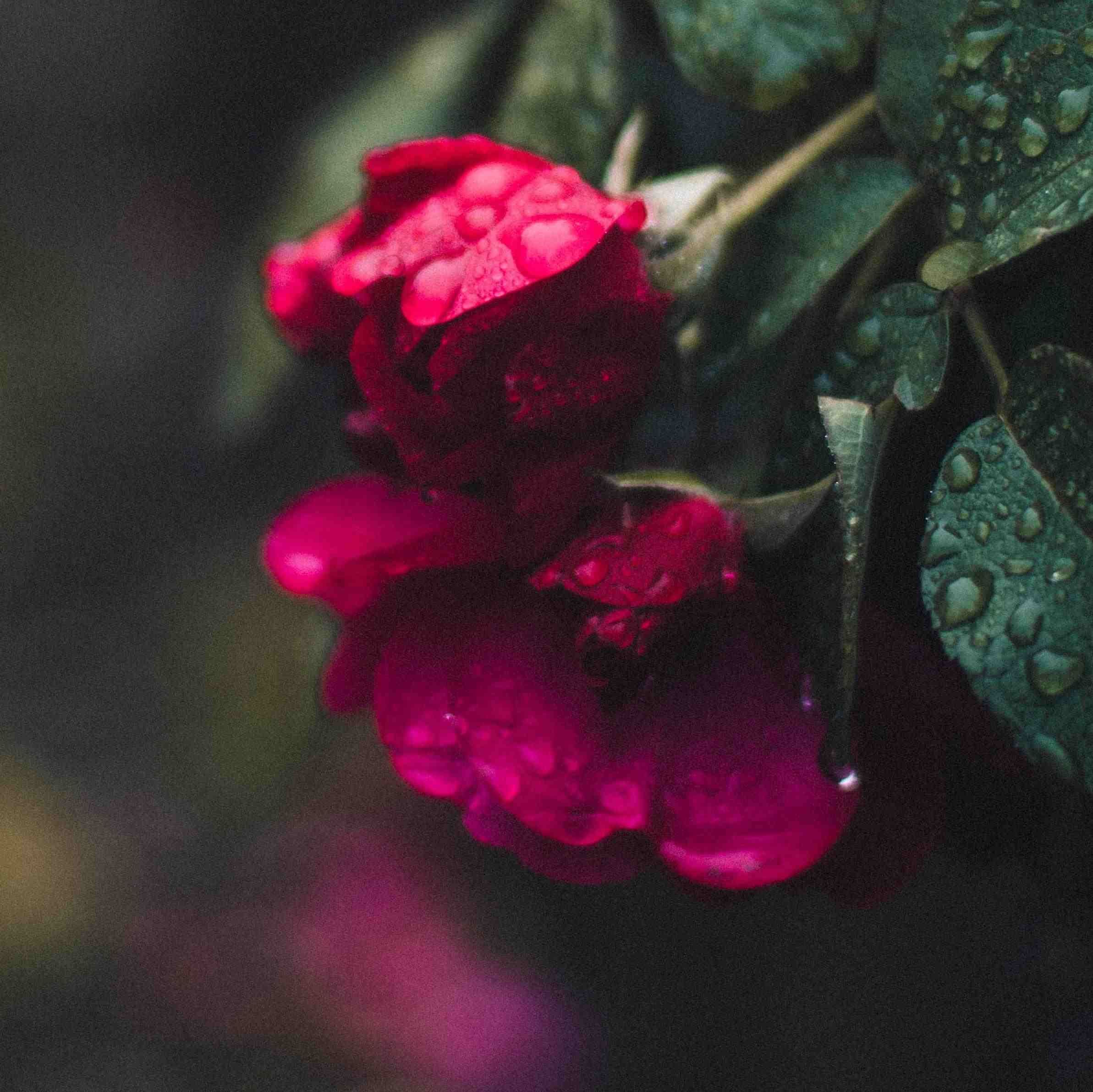 ../pexels-kristina-paukshtite-1591140.jpg