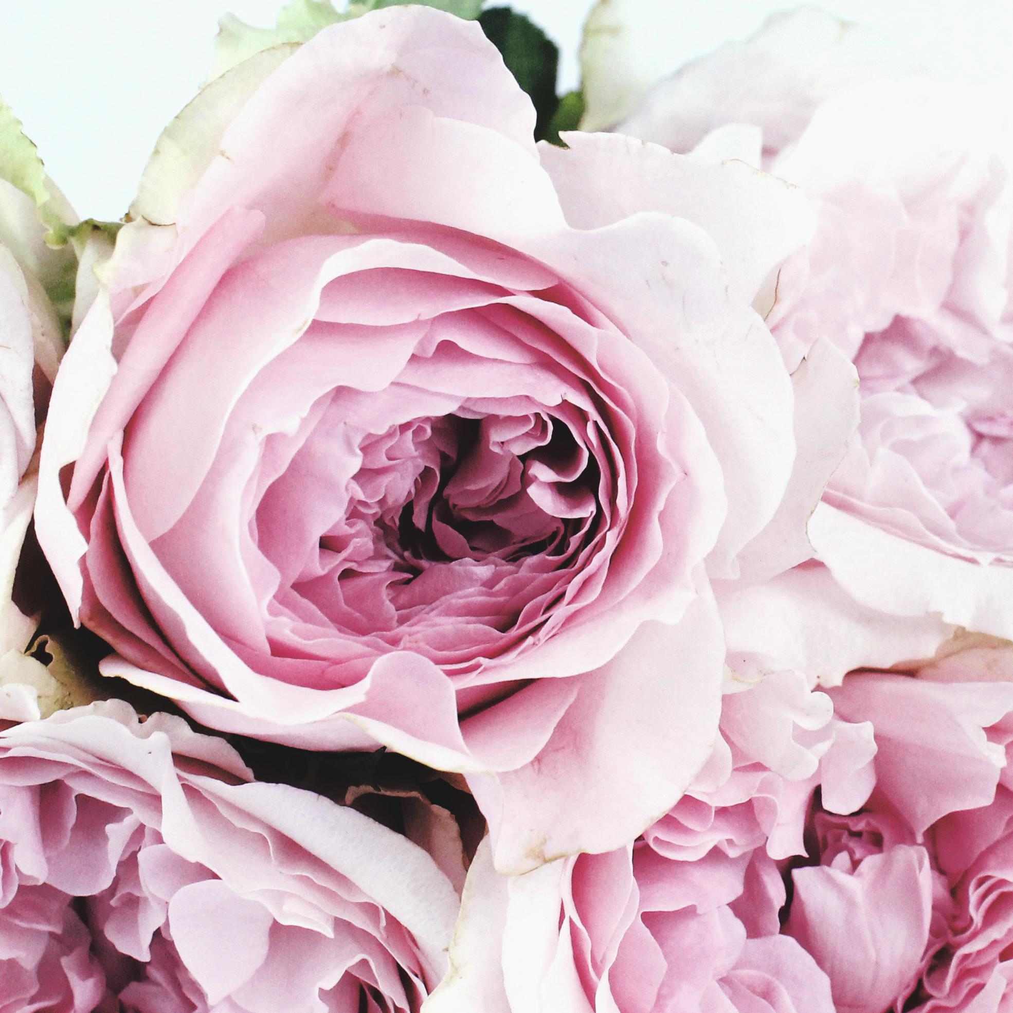../pexels-the-smell-of-roses-122734.jpg